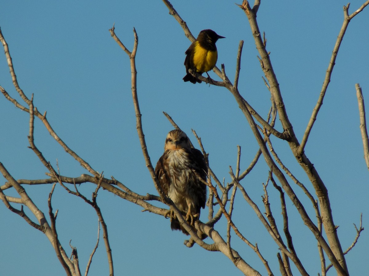 タニシトビ - ML637617729
