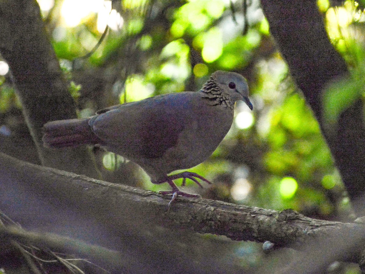 White-faced Quail-Dove - ML637617777