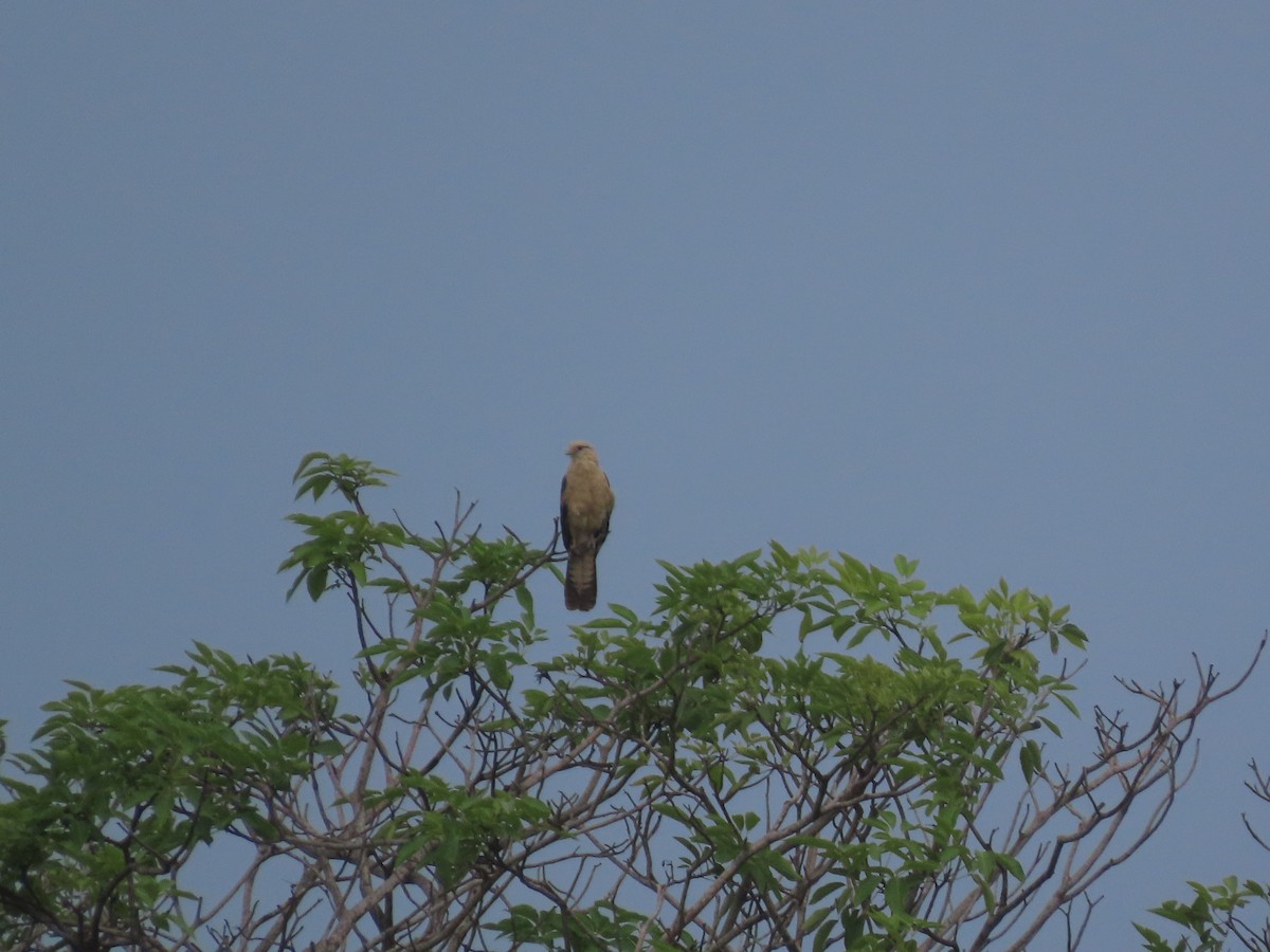 Yellow-headed Caracara - ML637617784