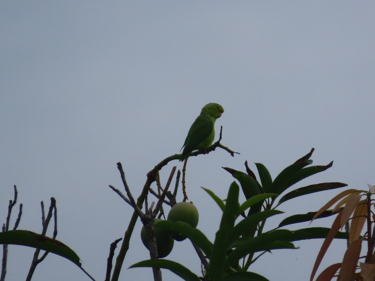 Turquoise-winged Parrotlet - ML637617817