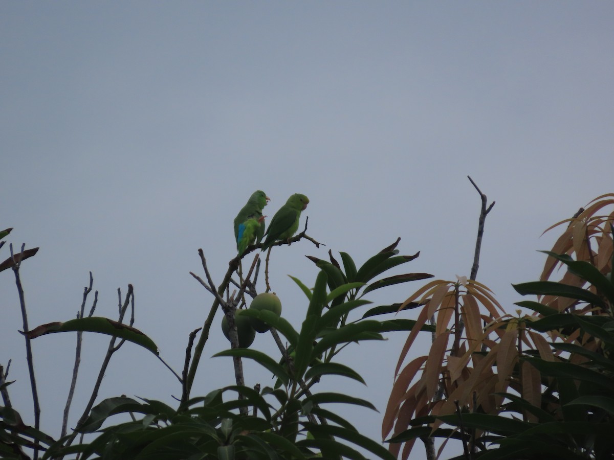 Turquoise-winged Parrotlet - ML637617818