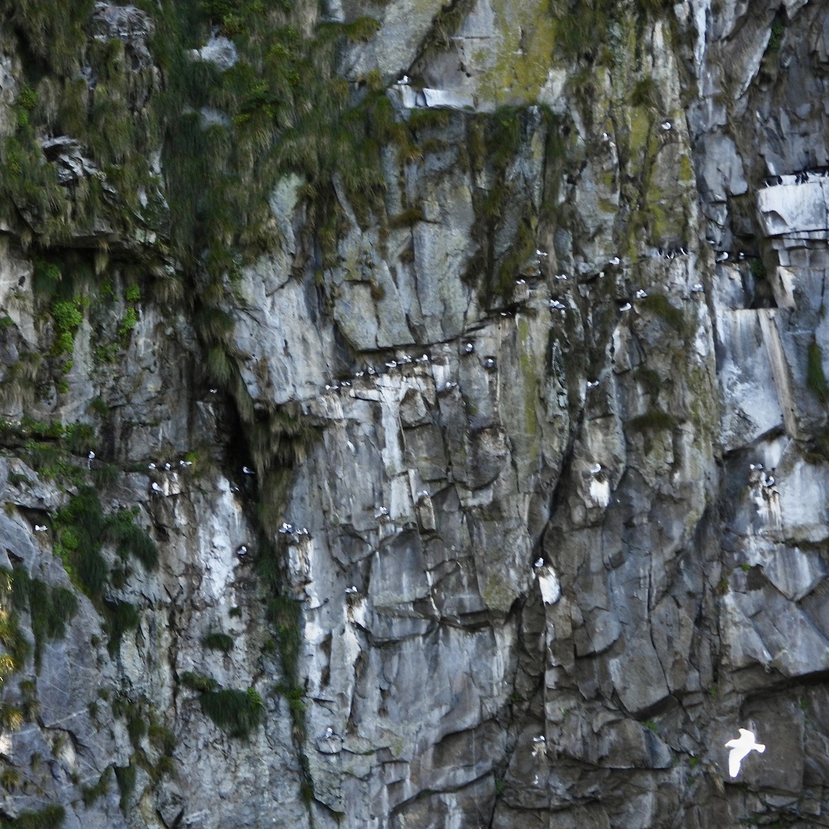 Black-legged Kittiwake - ML637617836