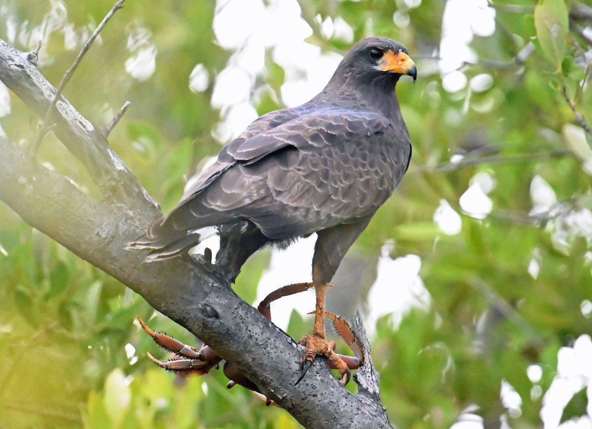 Cuban Black Hawk - ML637617863
