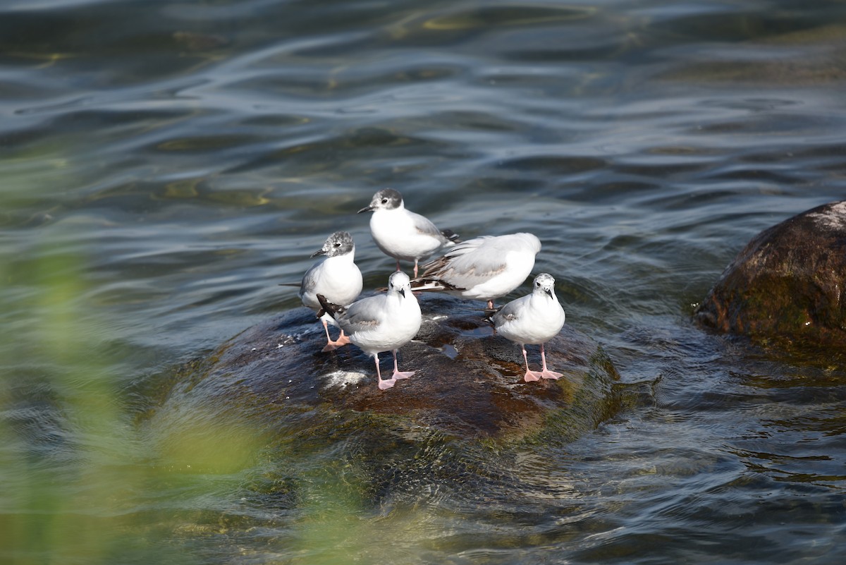 Bonaparte's Gull - ML637617864