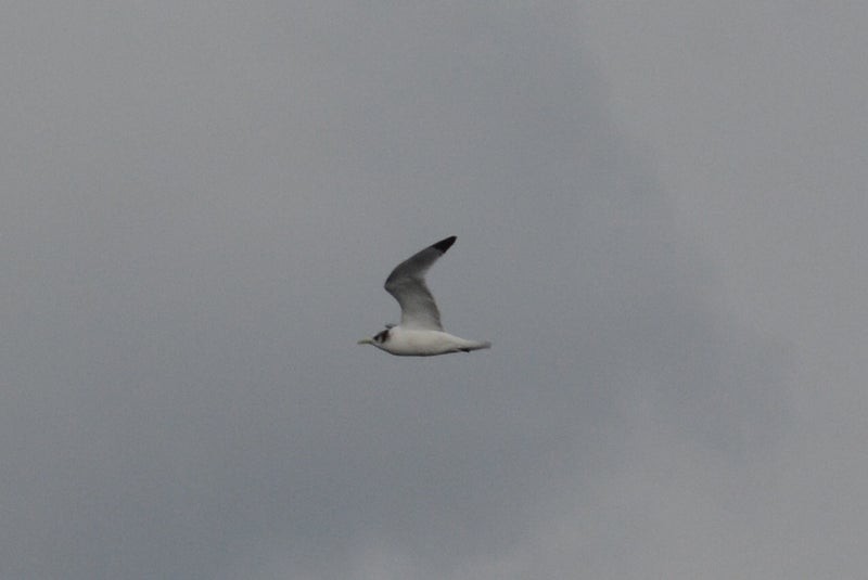 Black-legged Kittiwake - ML637617870