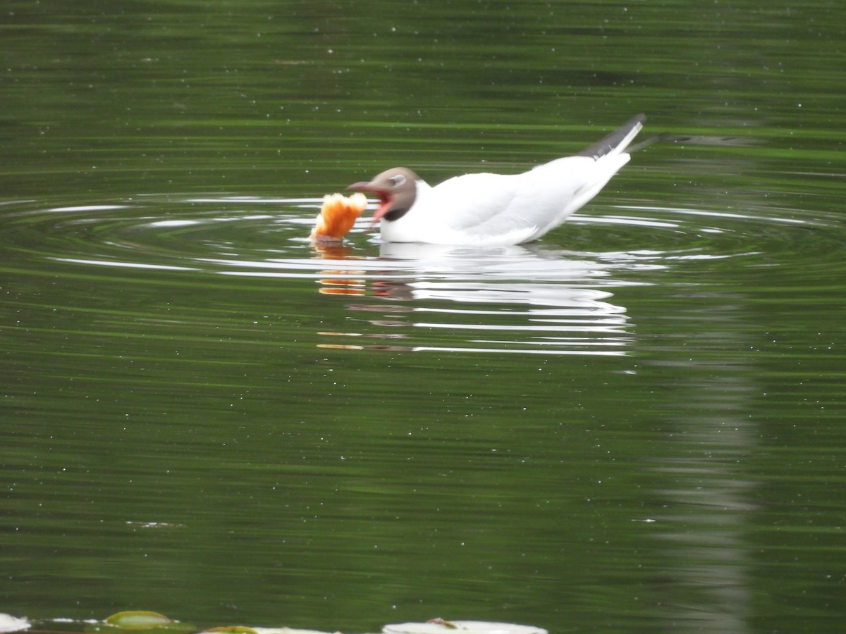Black-headed Gull - ML637617871