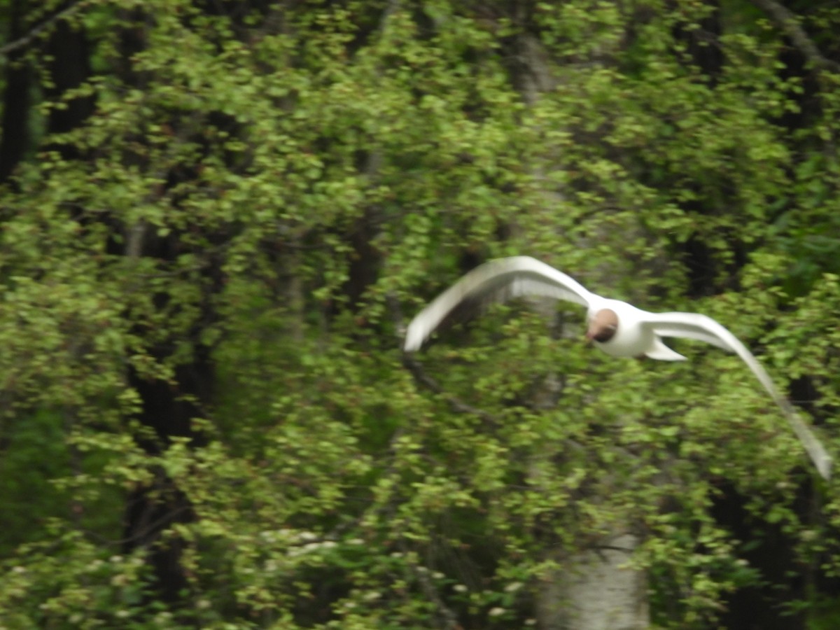 Black-headed Gull - ML637617872