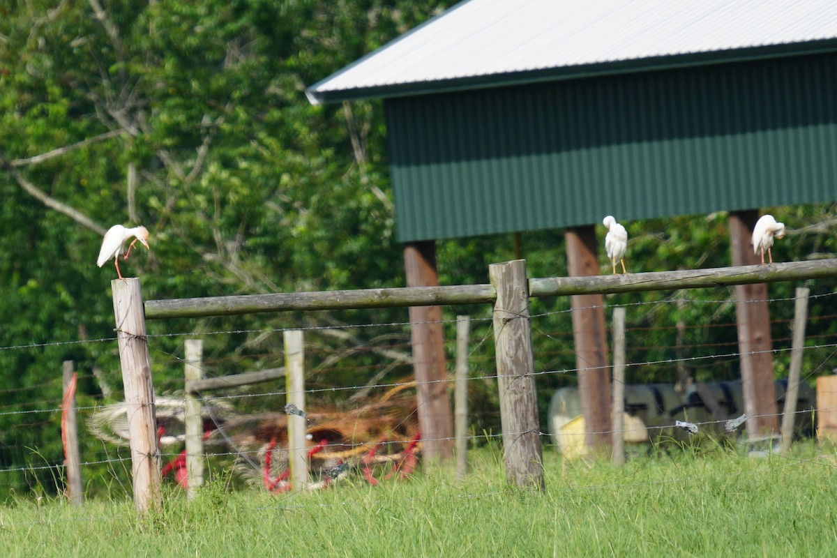 Western Cattle-Egret - ML637617936