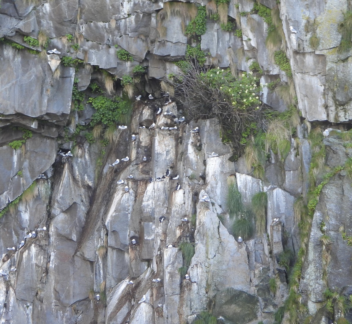 Black-legged Kittiwake - ML637617947