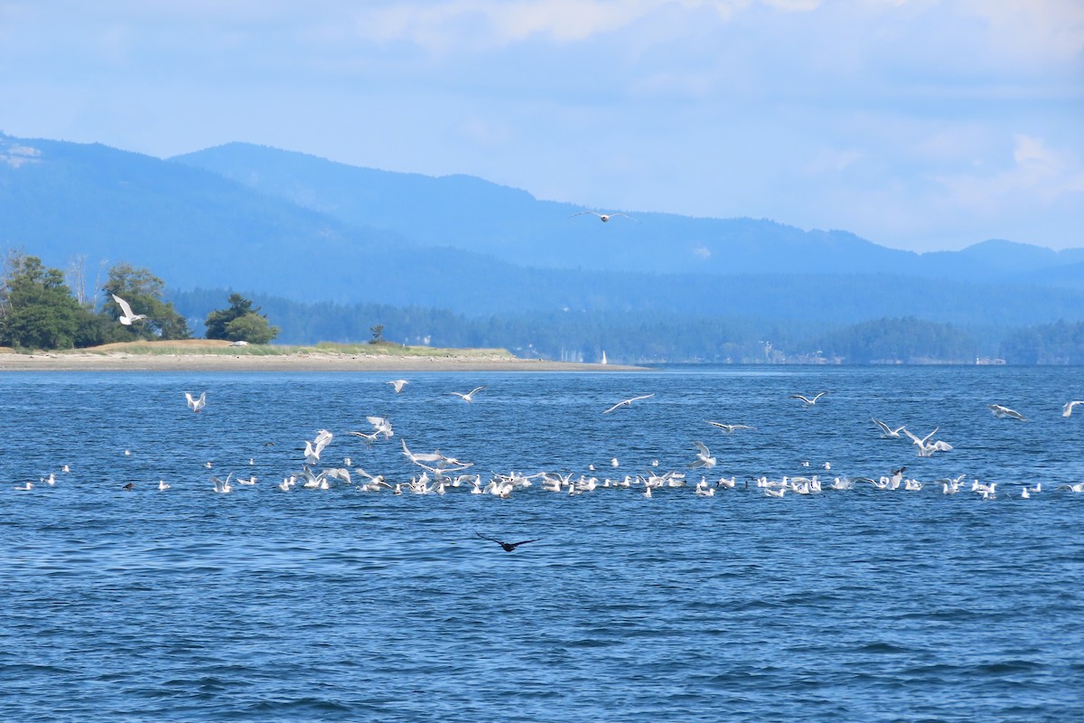 Glaucous-winged Gull - ML637617954