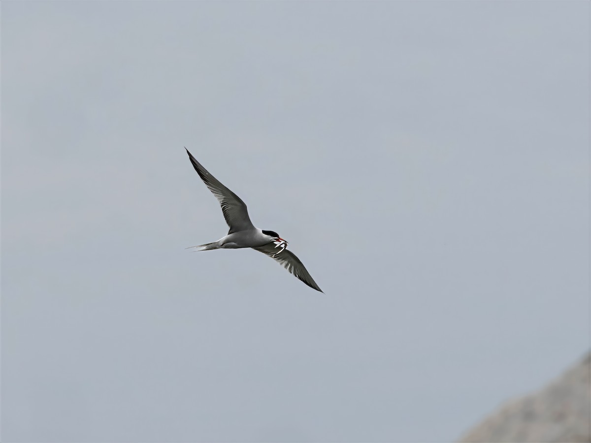 Common Tern - ML637617959