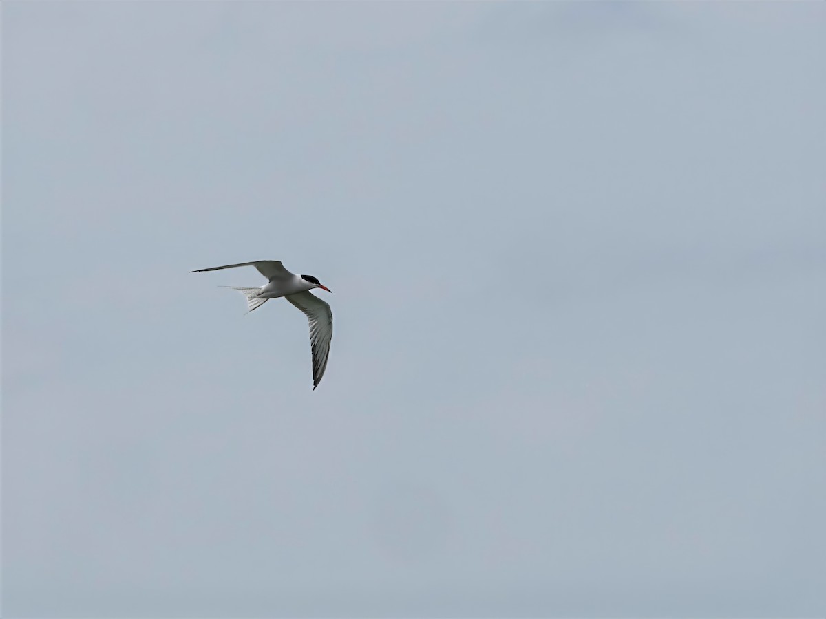 Common Tern - ML637617960