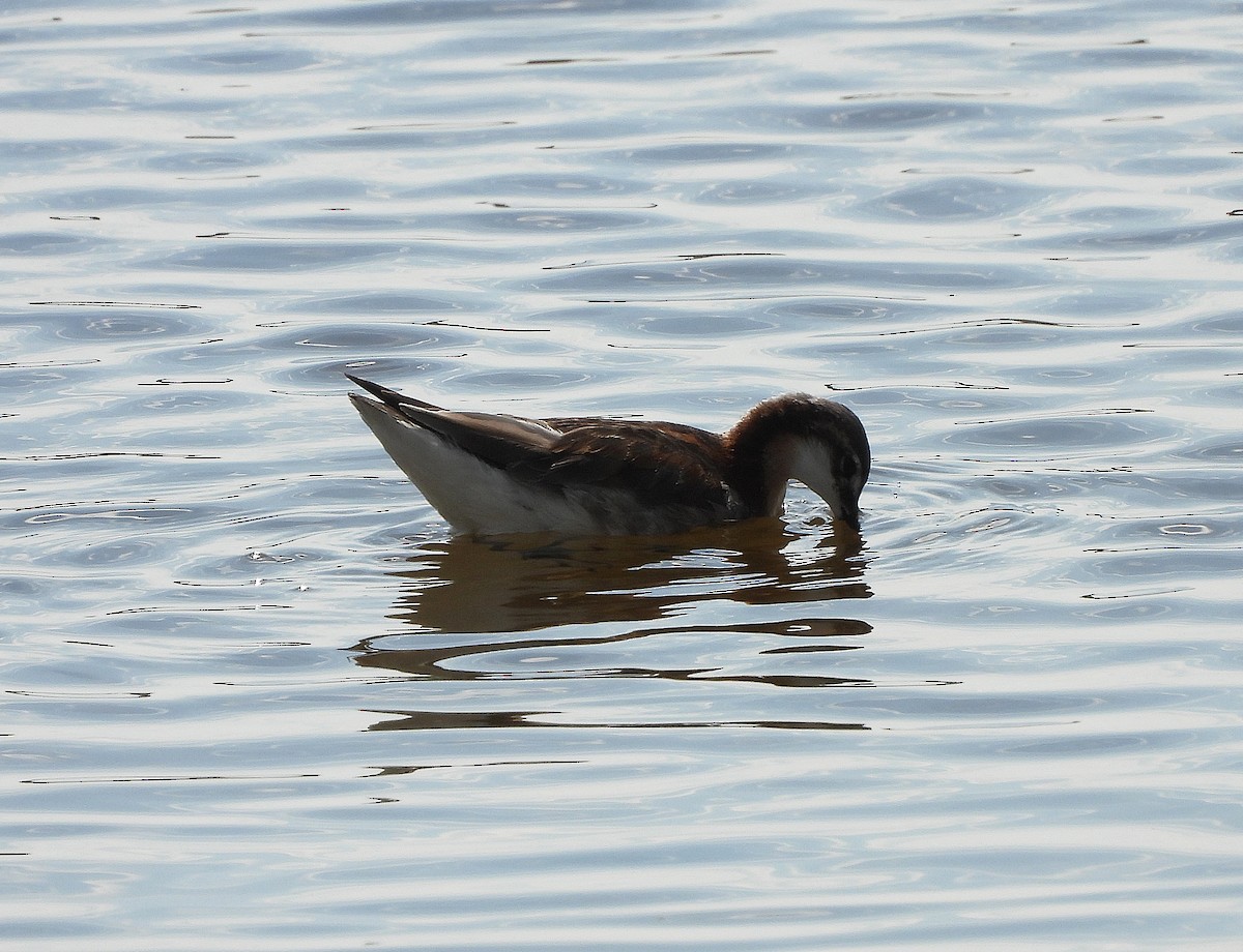 Wilson's Phalarope - ML637617968