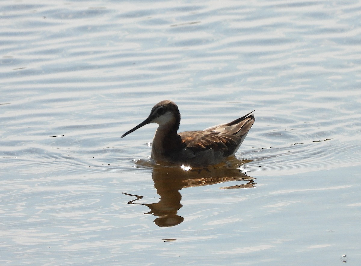 Wilson's Phalarope - ML637617971