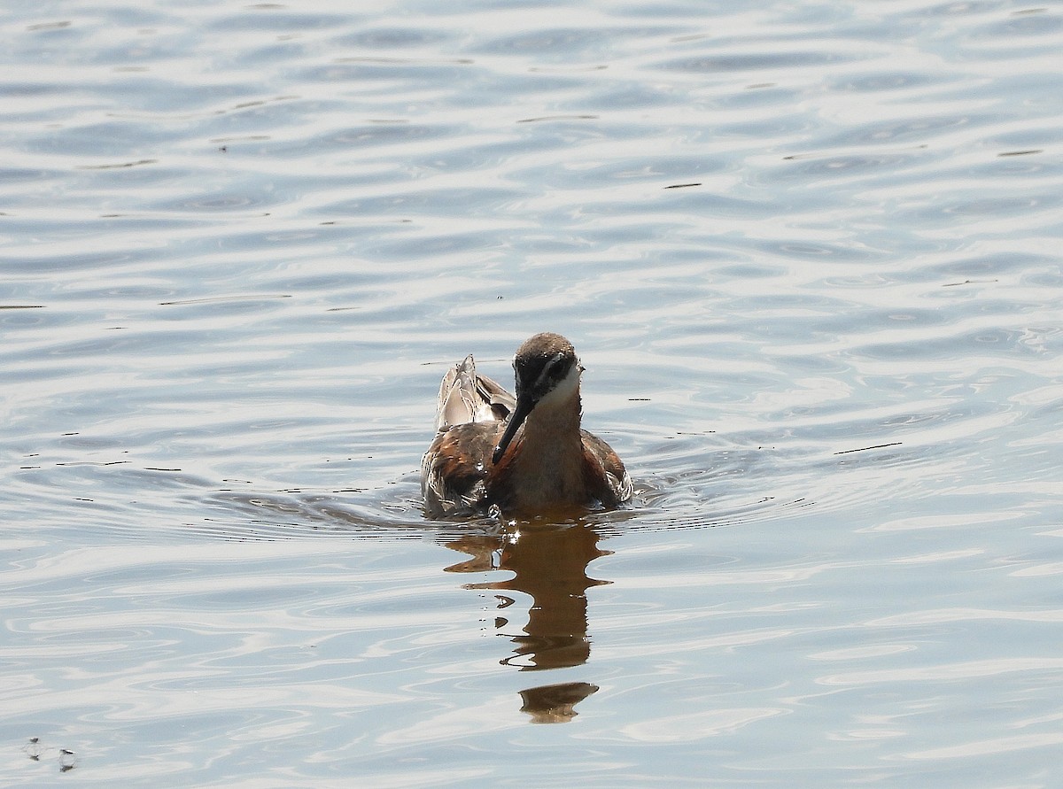 Wilson's Phalarope - ML637617975