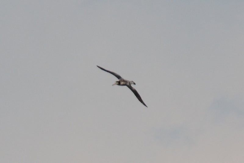Short-tailed Albatross - ML637617980