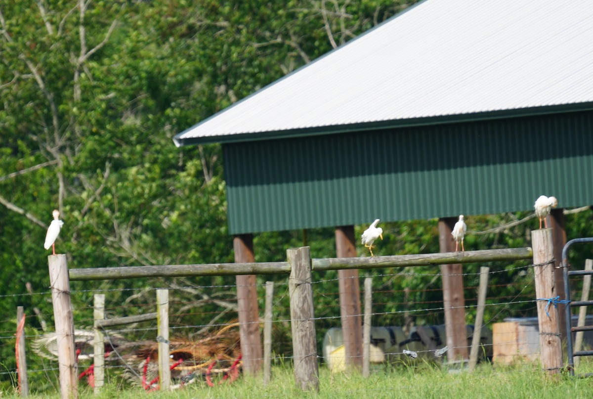 Western Cattle-Egret - ML637617981