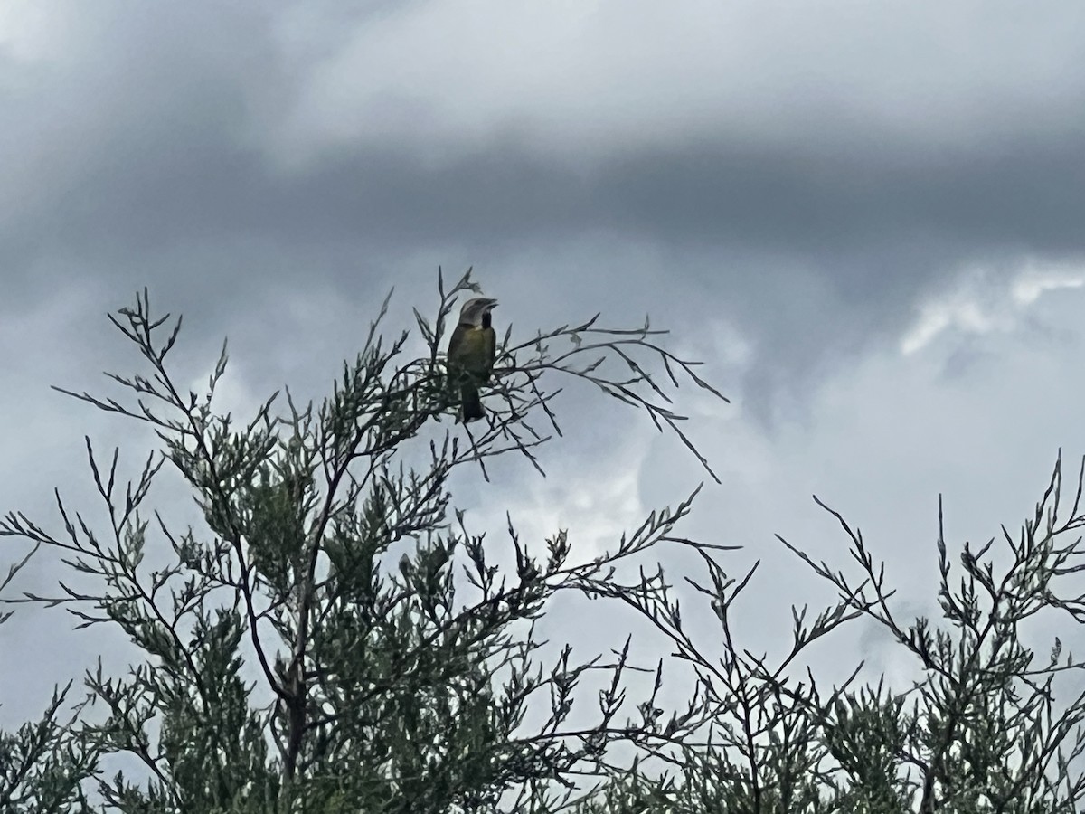 Dickcissel - ML637617998