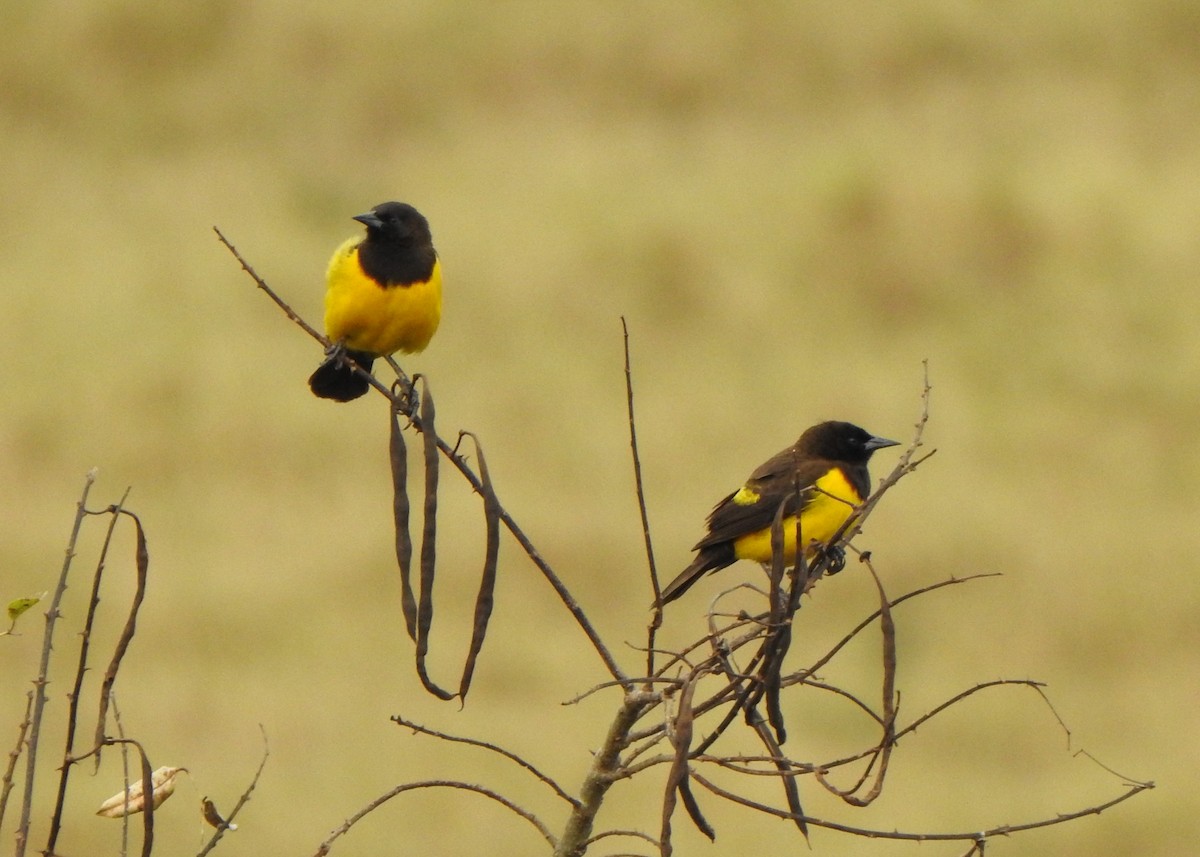 Yellow-rumped Marshbird - ML637618000