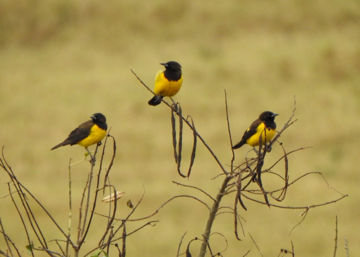 Yellow-rumped Marshbird - ML637618001