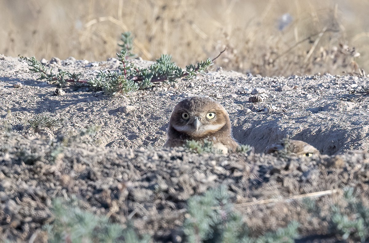 Burrowing Owl - ML637618007