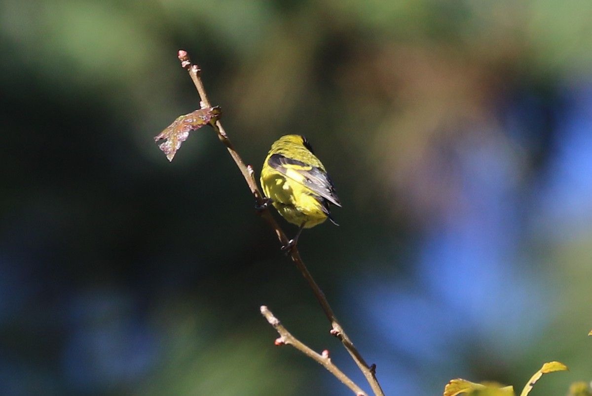 Black-headed Siskin - ML637618010