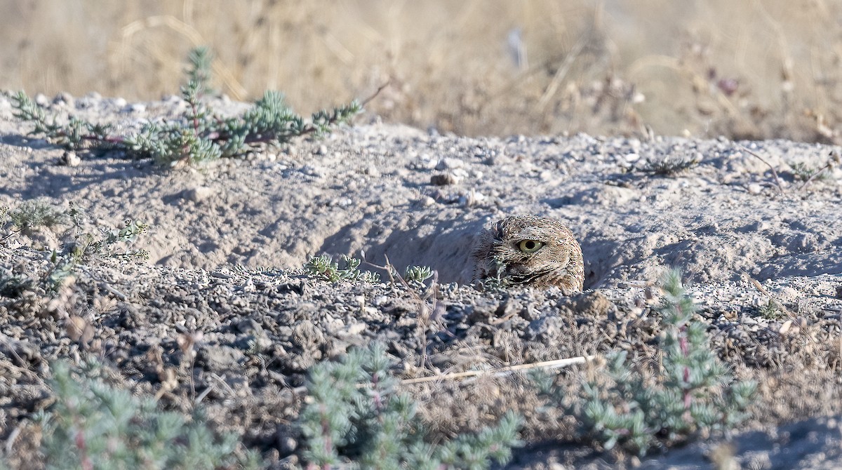 Burrowing Owl - ML637618014