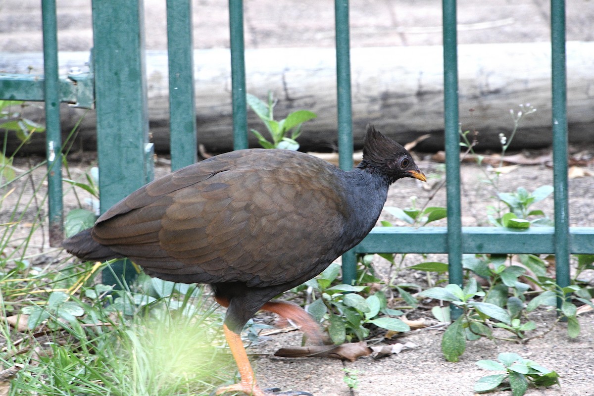 Orange-footed Megapode - ML637618020
