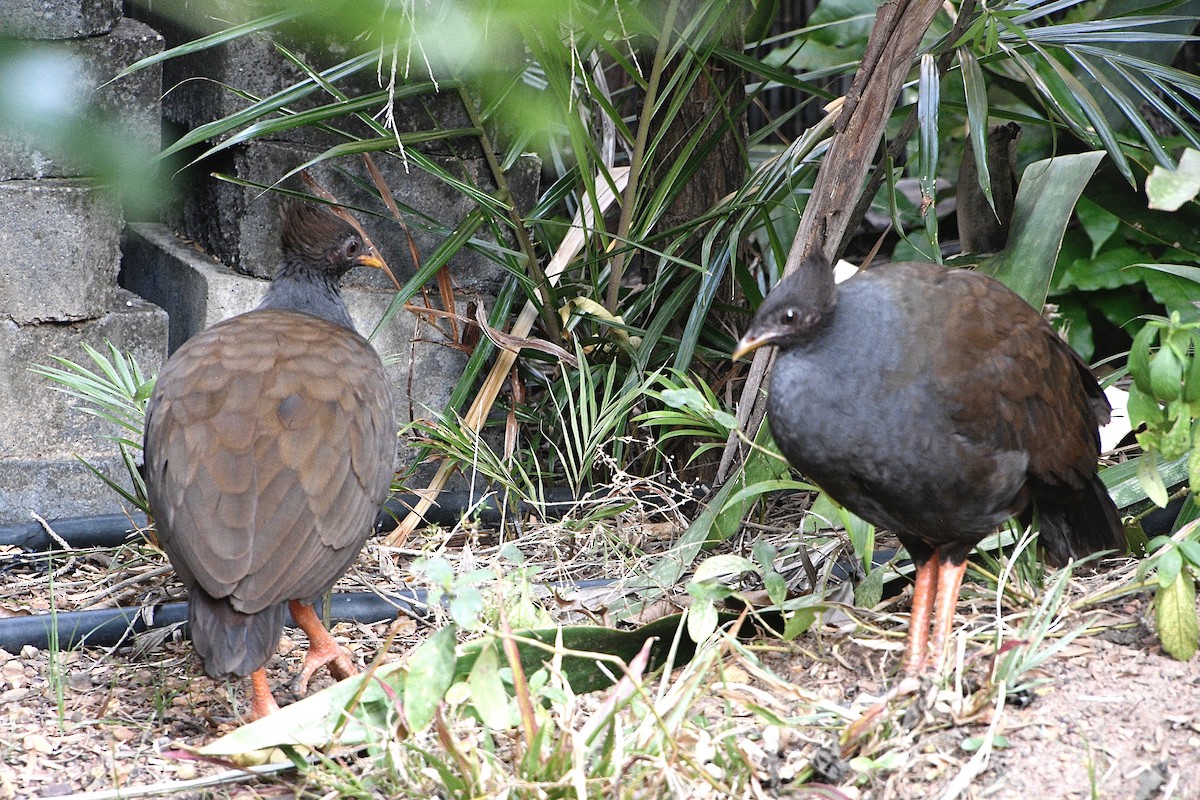 Orange-footed Megapode - ML637618021