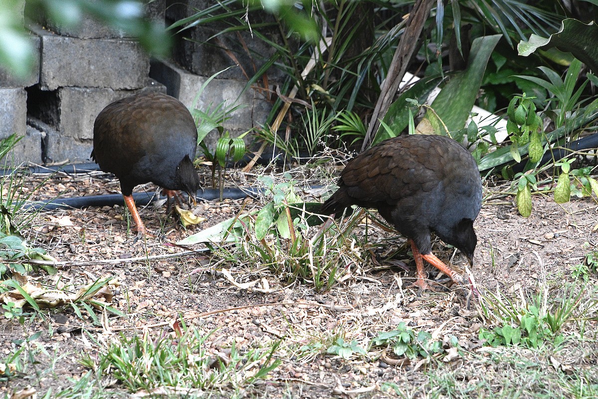 Orange-footed Megapode - ML637618022
