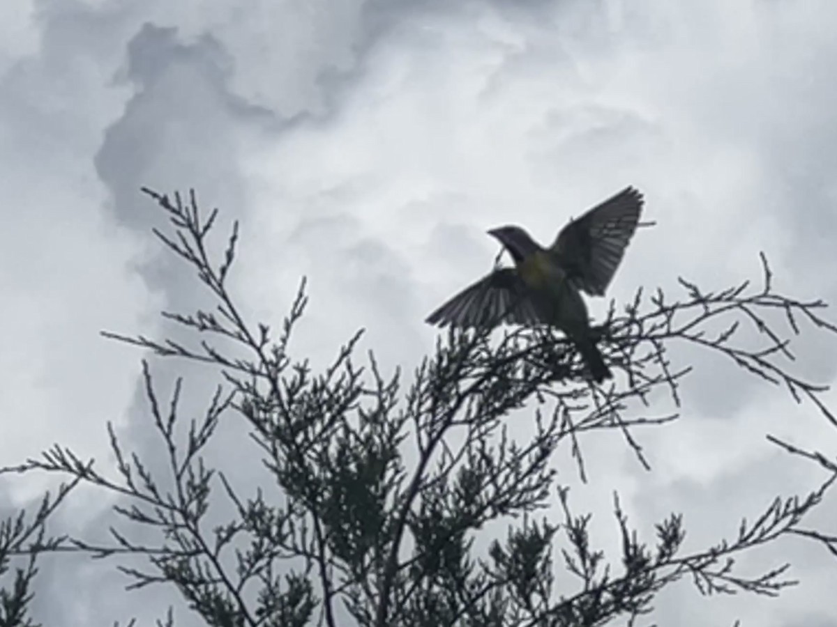 Dickcissel - ML637618024