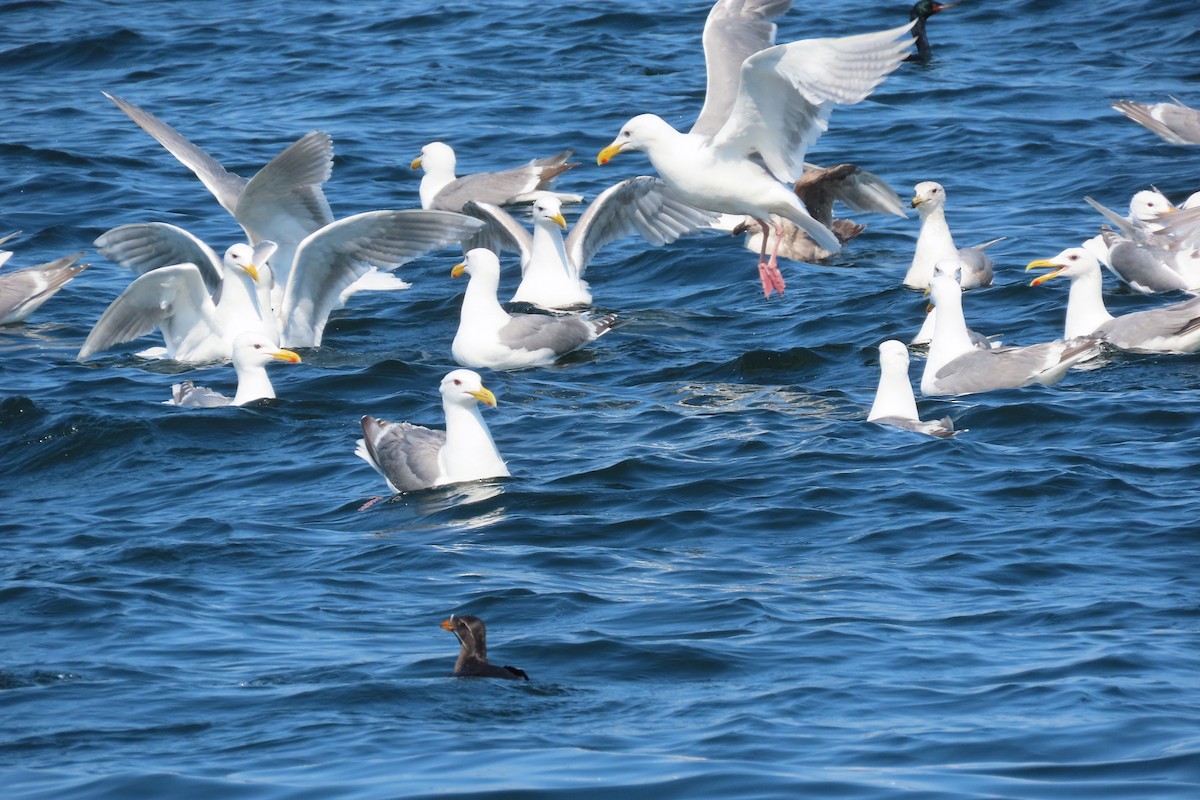 Glaucous-winged Gull - ML637618032