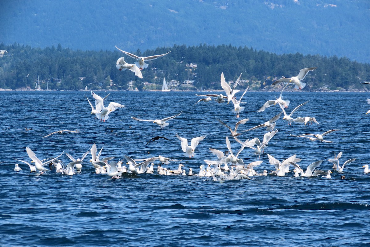 Glaucous-winged Gull - ML637618033