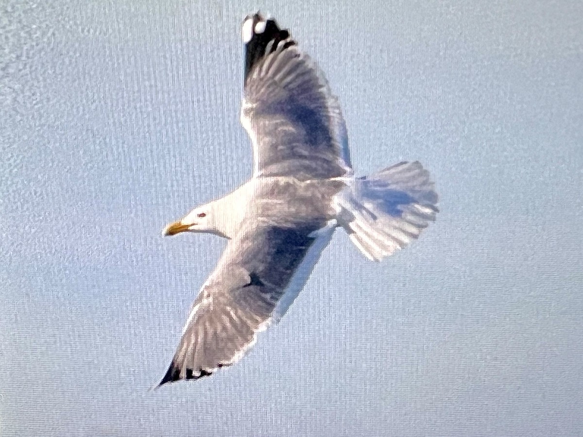 Vega Gull - ML637618046