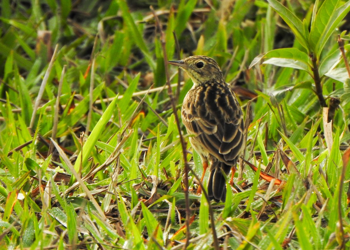 Yellowish Pipit - ML637618105