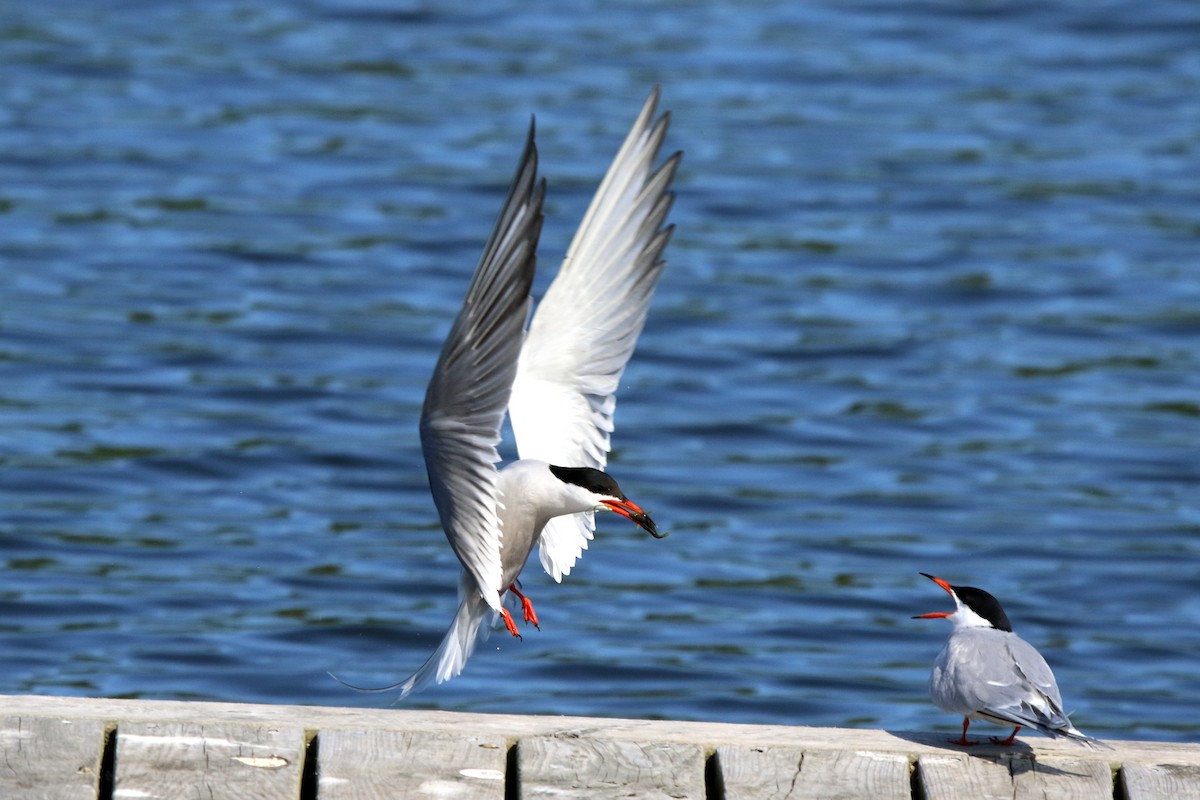 Common Tern - ML637618134
