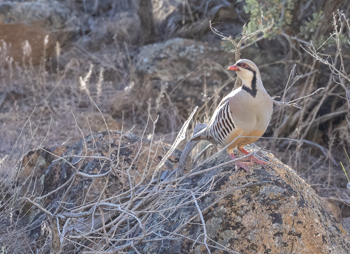 Хахилаг - ML637618139