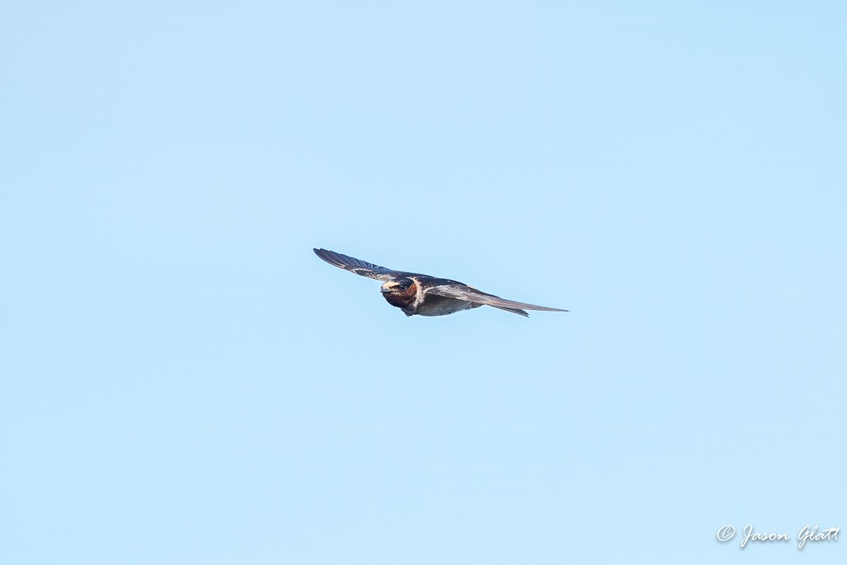 Cliff Swallow - ML637618163