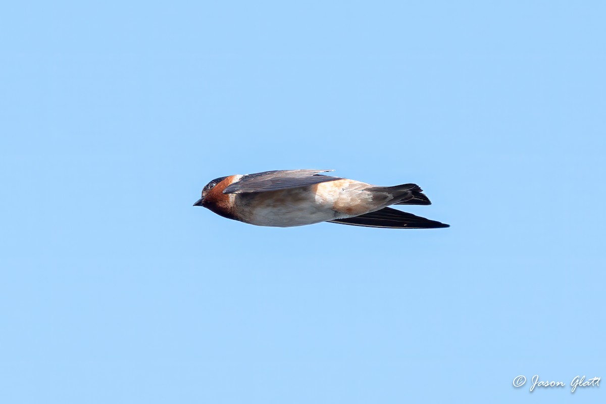 Cliff Swallow - ML637618164