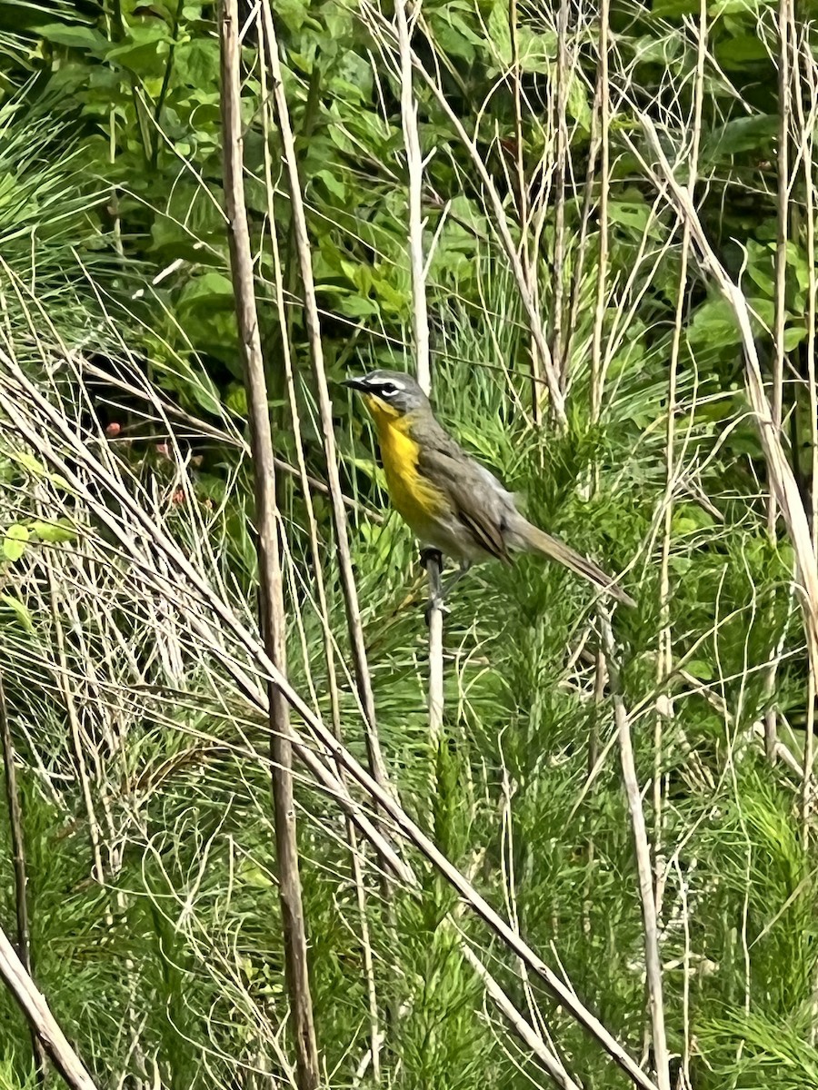 Yellow-breasted Chat - ML637618189