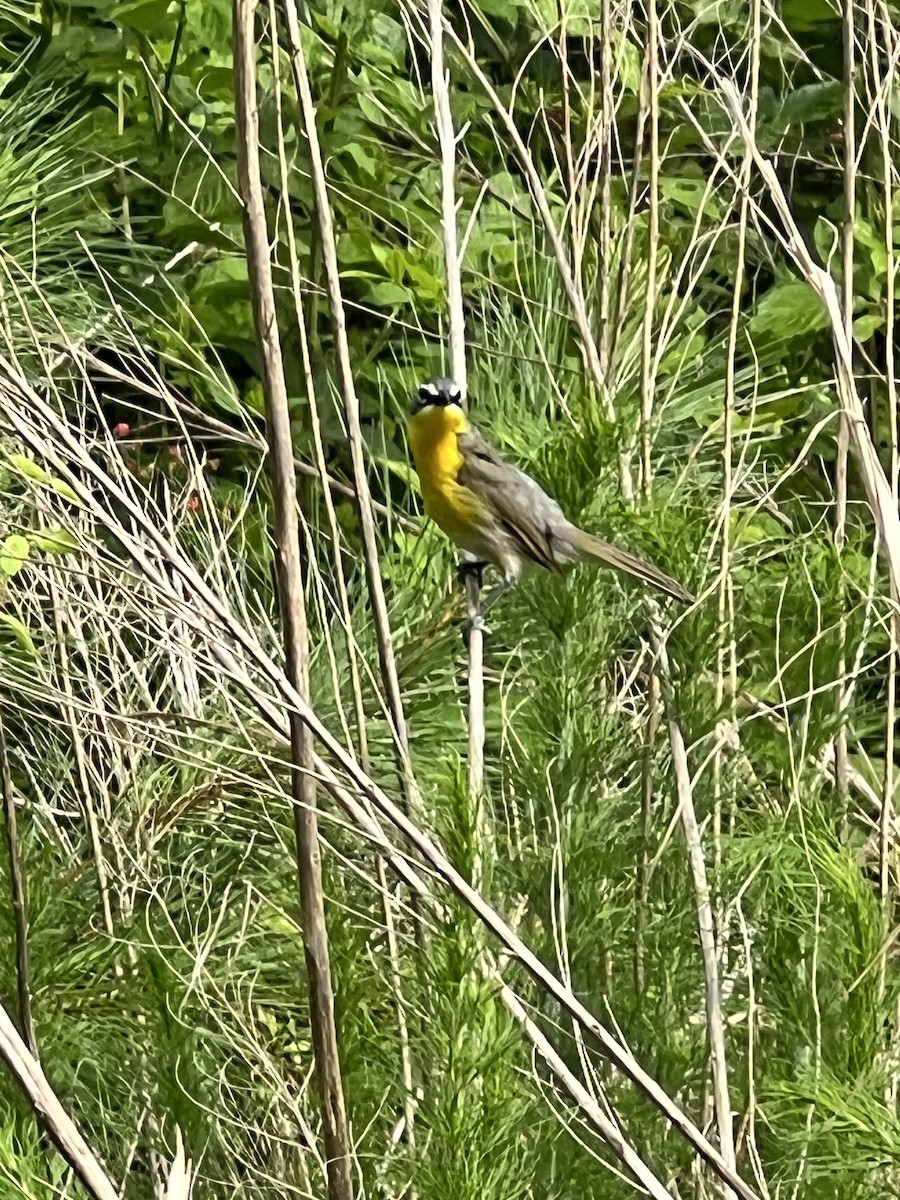 Yellow-breasted Chat - ML637618205