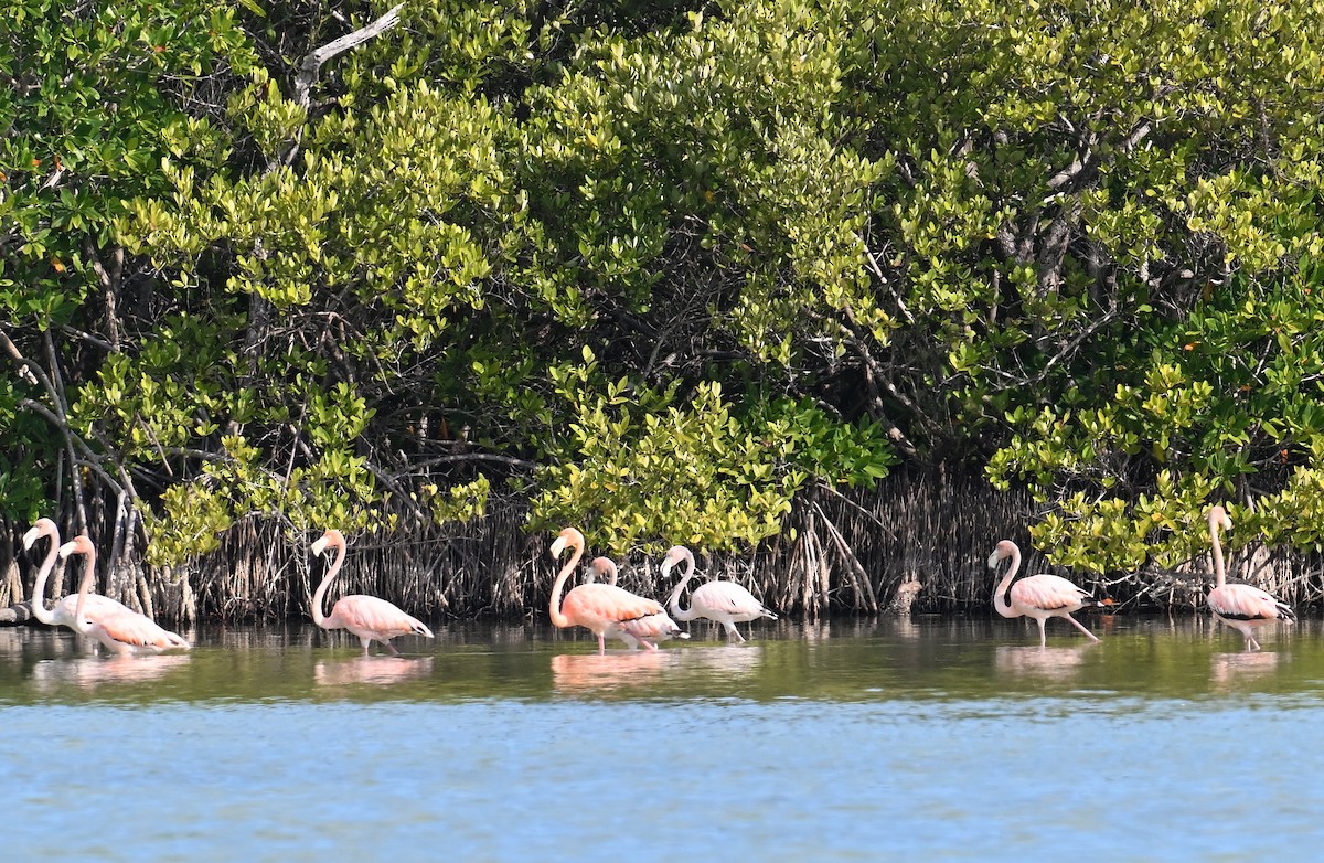 American Flamingo - ML637618295