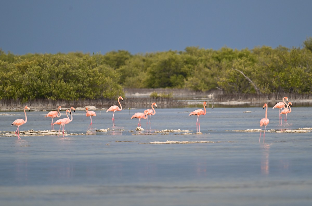 American Flamingo - ML637618297