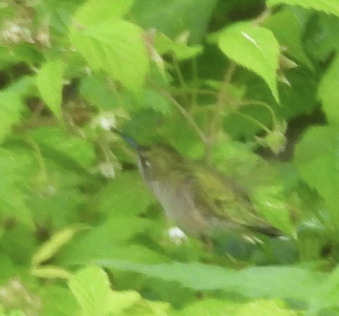 Ruby-throated Hummingbird - ML637618398
