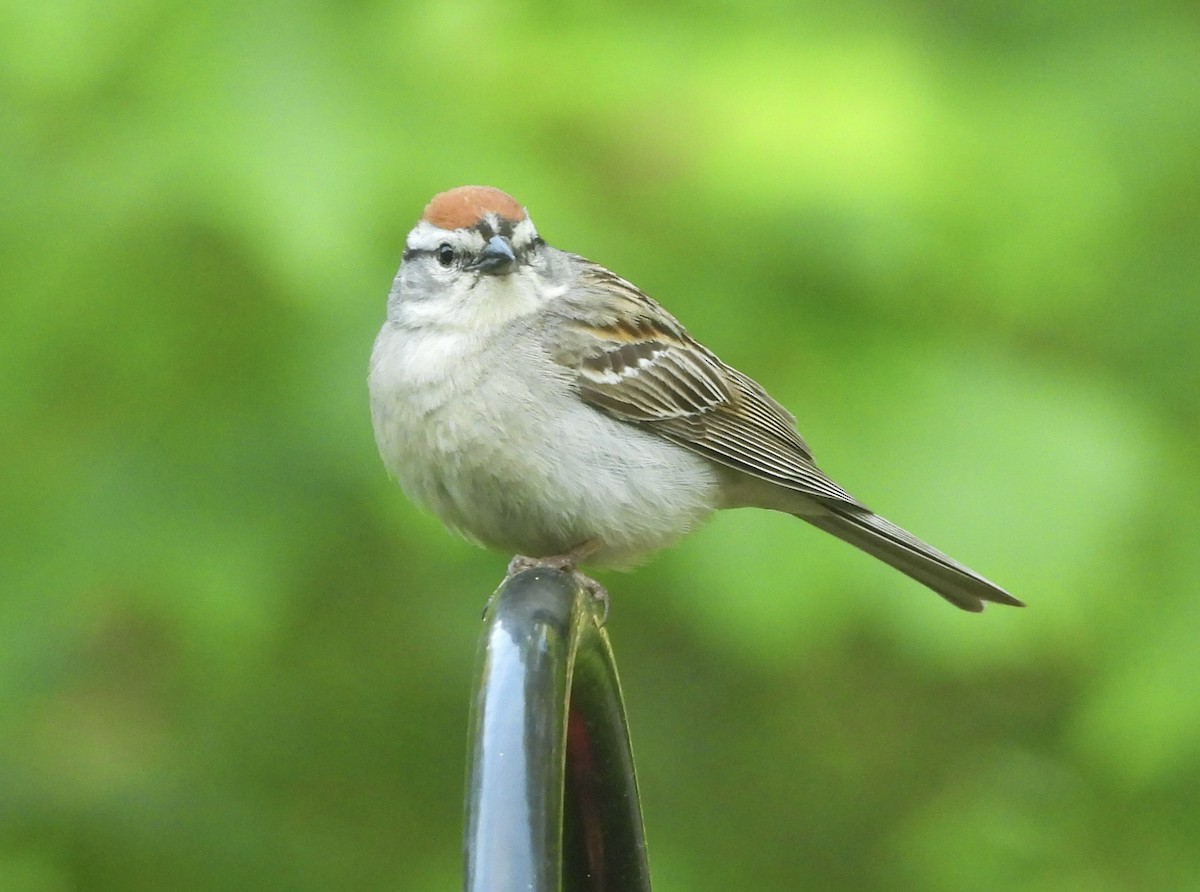 Chipping Sparrow - ML637618415
