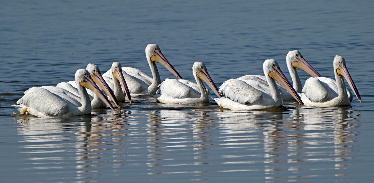 American White Pelican - ML637618475