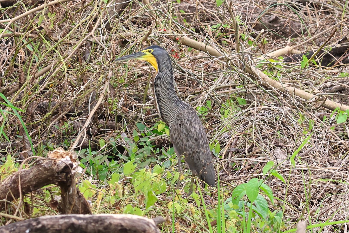 Bare-throated Tiger-Heron - ML637618485