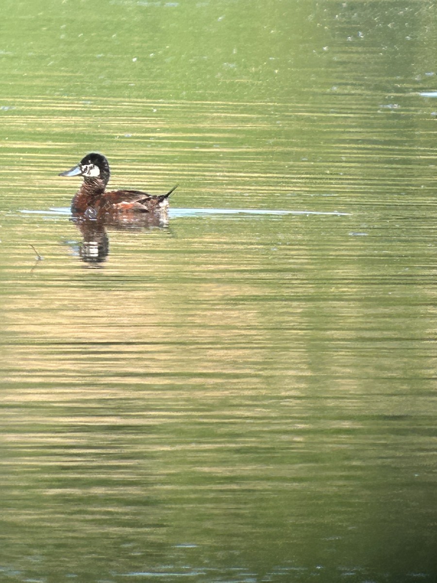 Ruddy Duck - ML637618534