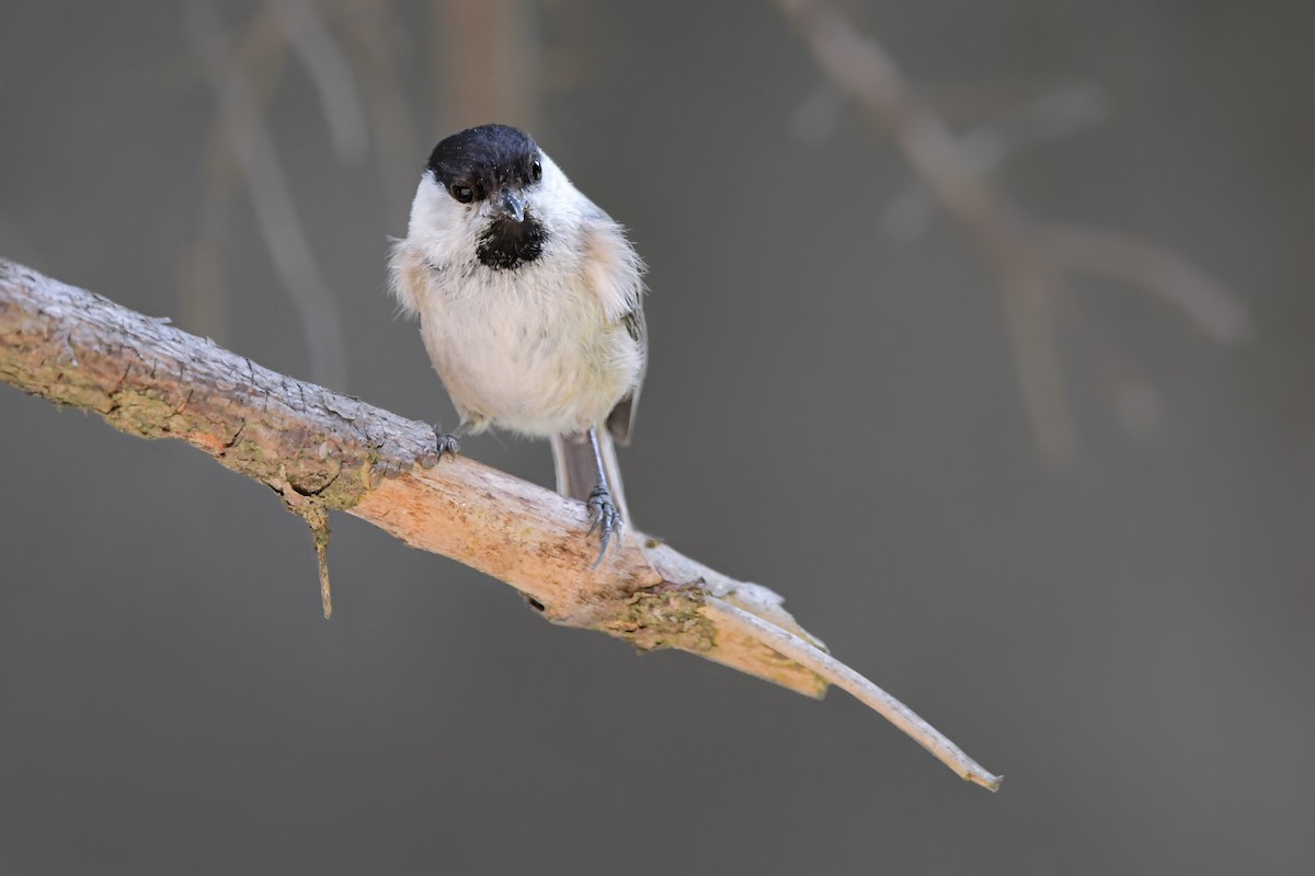 Mésange boréale - ML637618540
