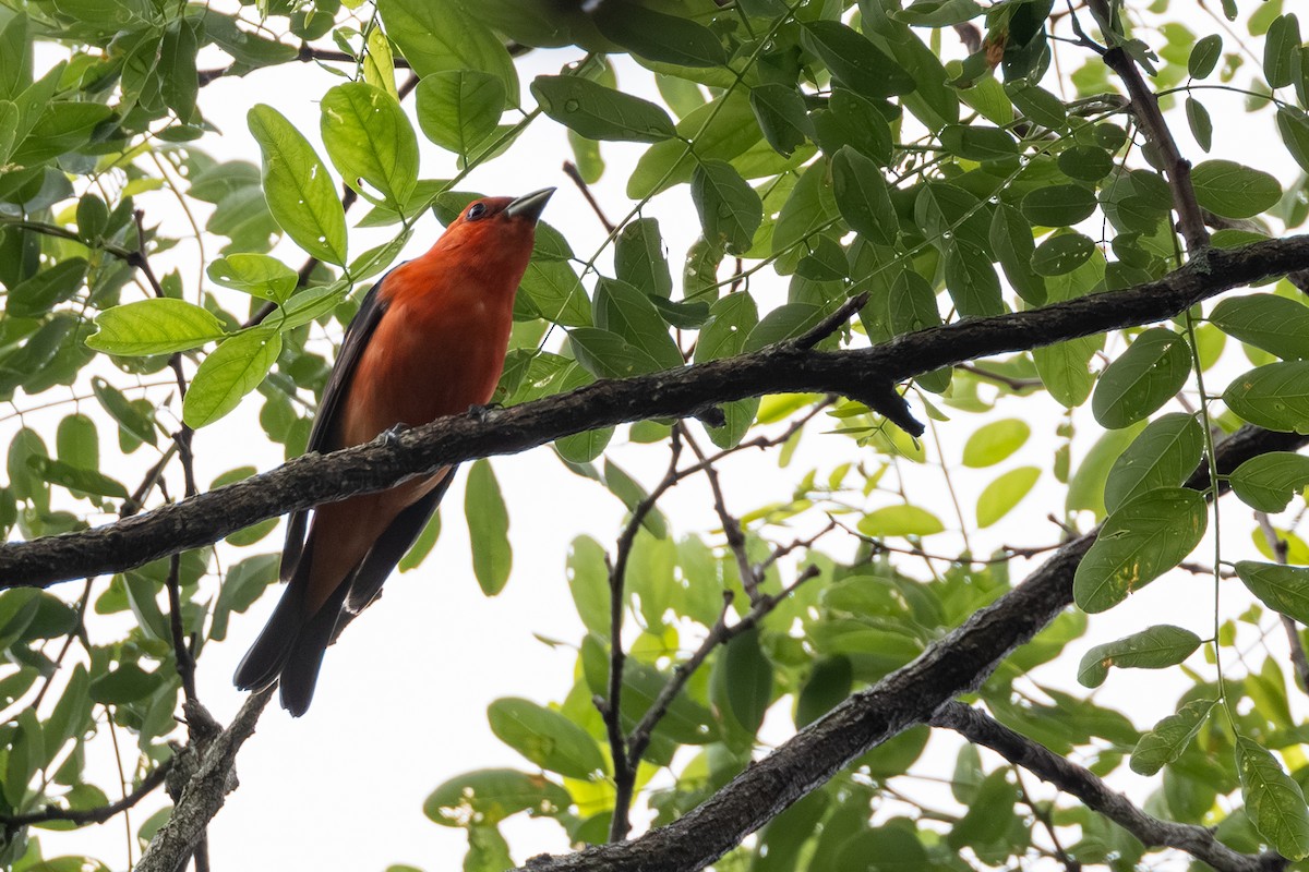 Scarlet Tanager - ML637618547